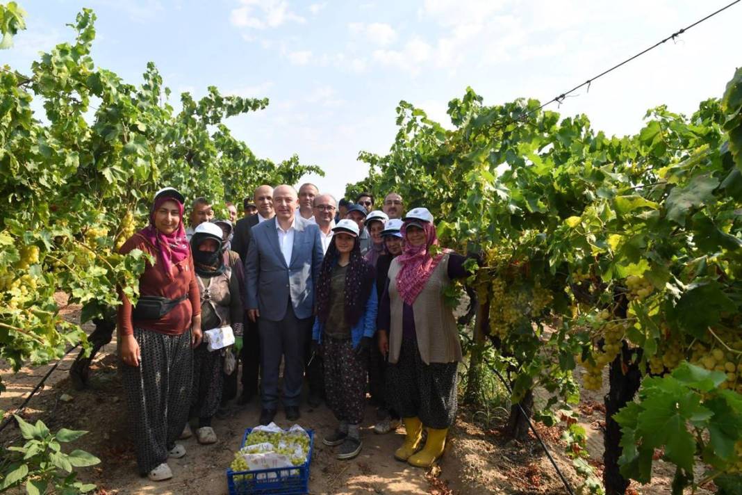 O kentte üzüm bereketi yaşanıyor: Hedef 250 bin ton! Avrupa ve Körfez ülkelerine gönderiliyor 11